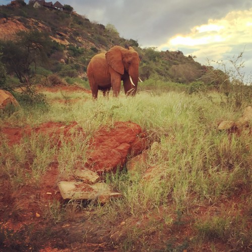 IMG_8340 elephant in Kenya
